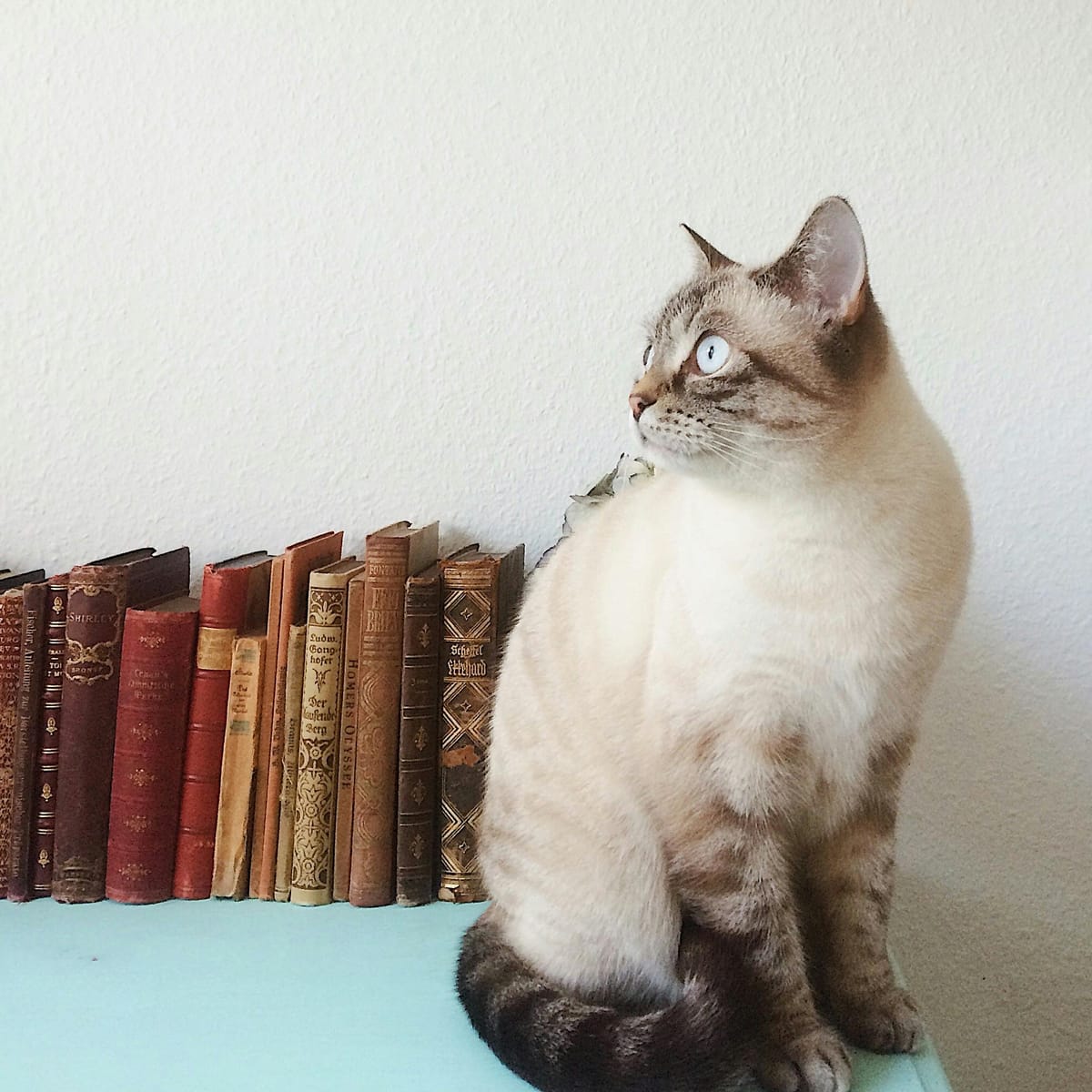 Ganjar Pranowo avatar